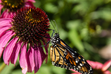 Monarch drying wings