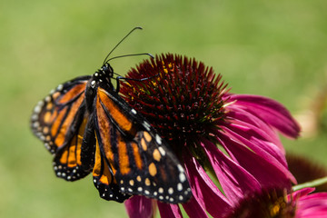 monarch eating