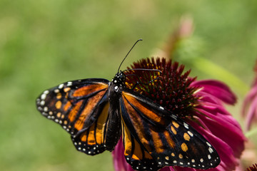 butterfly eating