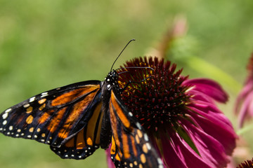 butterfly lunch