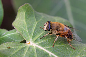 syrphidae
