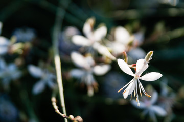 White Gaura