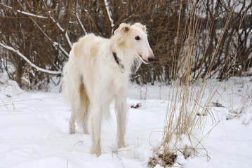 Dog on snow