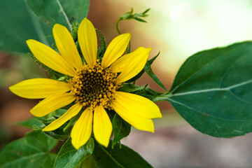 Obraz premium Sunflower