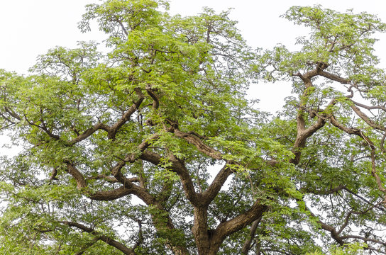 Bombax ceiba tree