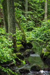 forest stream
