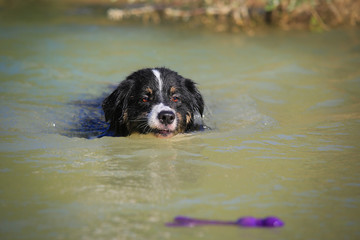 Australian shepherd swimming