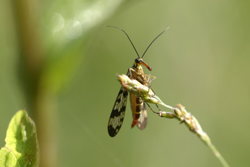 Scorpionfly, Mecoptera, perching on a plant stem