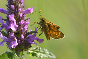 Butterfly Skipper, Hesperiidae, sitting on a wildflower and feeding on nectar