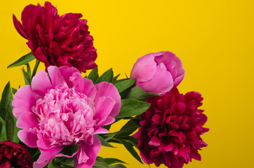 Peony flowers close-up on yellow background