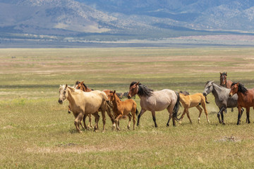 Fototapeta na wymiar Herd of Wild Horses in Utah in Summer