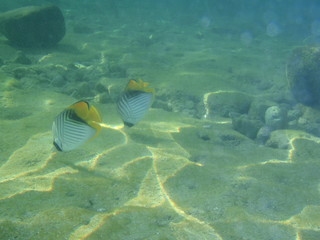 Fische im Meer