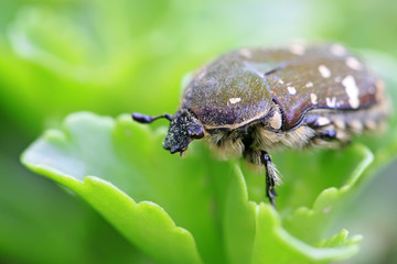 chafer