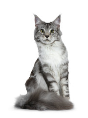 Pretty young adult black silver tabby Maine Coon cat sitting isolated on white background, looking at lens with big fluffy tail curled around paws © Nynke