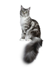 Pretty young adult black silver tabby Maine Coon cat sitting side ways isolated on white background, looking at the lens with tail hanging over edge