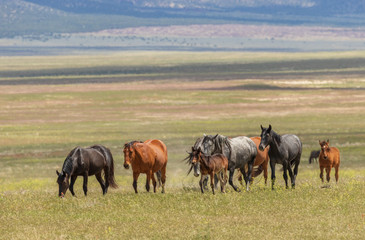 Obraz premium Herd of Wild Horses in Utah in Summer