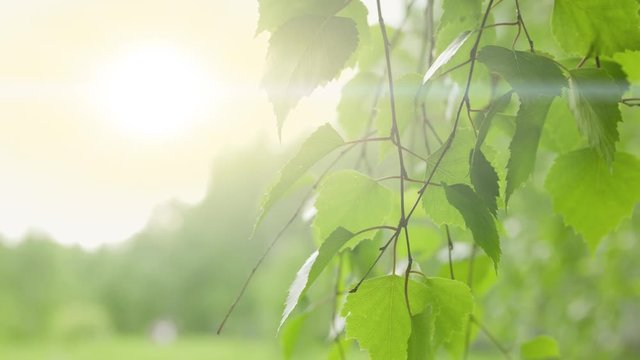 a branch of a birch tree close-up in summer forest