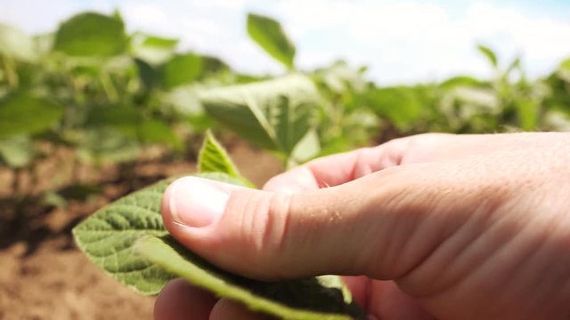 Farmer working in soybean field in morning, hand holding leaf of cultivated plant