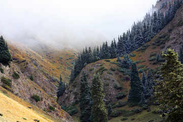 fog in the mountains