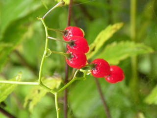 Herbstimpressionen Thaya Karlstein