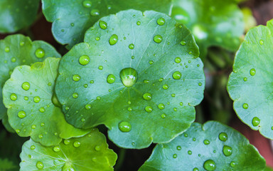 Asiatic leaf on droplet water with green fresh.