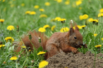 Red squirrel (Sciurus vulgaris)