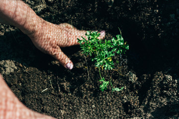women's hands plant a green plant in the ground. care