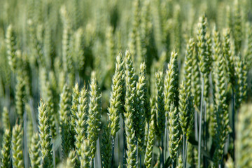 Ears of the elite barley in the field. Advertising of fertilizers for farmers, agro-companies and agro-holdings. Close-up, blurry background.
