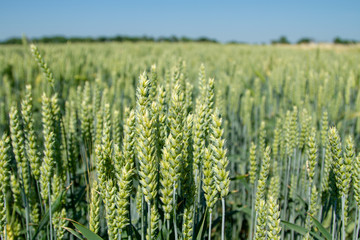  Magnificent ears of elite barley in the field. Advertising of fertilizers for farmers, agro-companies and agro-holdings.
