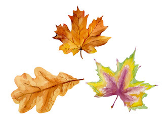 Naklejka na ściany i meble bright autumn leaves, watercolor, white background