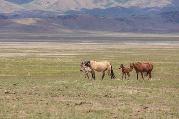 Fototapeta na wymiar Herd of Wild Horses in Utah in Summer