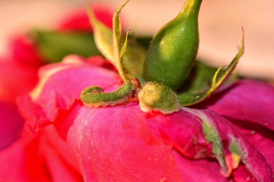 Allantus viennensis  -  Gr&uuml;ne Raupe auf Rose beim Necktar fressen