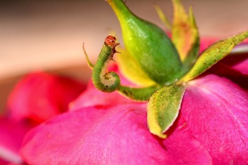 Grüne Raupe steht auf eine Rose