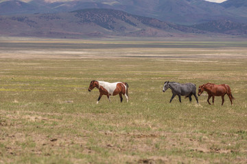 Obraz na płótnie Canvas Herd of Wild Horses in Utah in Summer