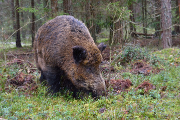 Big wild boar