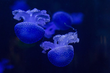 Lovely sea jellyfish