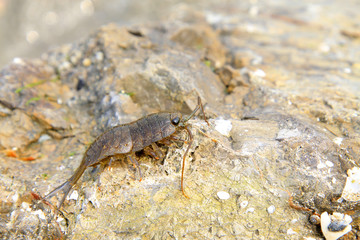 porcellio