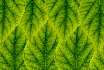 abstract pattern of colorful leafs 