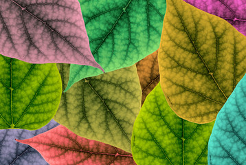 abstract pattern of colorful leafs 