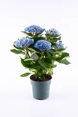 Photo sur Plexiglas Hortensia A blue hydrangea in a pot