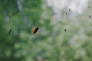 mosquito net with insects on it