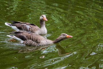 Ein Paar von wilde Graugänse schwimmt  im Wasser