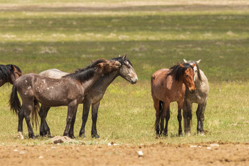 Fototapeta premium Herd of Wild Horses in Utah in Summer