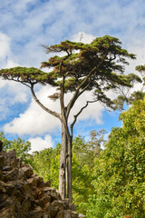 Fototapeta na wymiar Italian stone pine, Pinus pinea