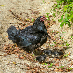 Mother hen with her baby chicks