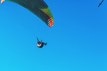 Paraglider flying on colorful parachute in blue clear sky at a bright sunny summer day. Active lifestyle, extreme sport. Adrenaline concept.