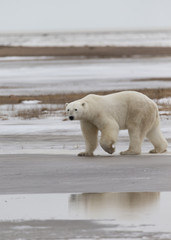 Fototapeta na wymiar Polar Bear in Hudson Bay near the Nelson River