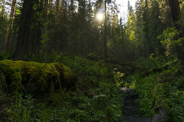 shady thicket of a mixed forest with a dense undergrowth with the rays of the sun making its way through the leaves