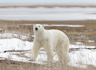 Polar Bear in Hudson Bay near the Nelson River