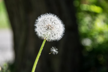 Dandelion dropping a seed on a sunny day